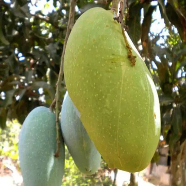 Fazli_Mango_Grafted_Aam_Fruit_Plants_Tree1.5_-_3_Feet