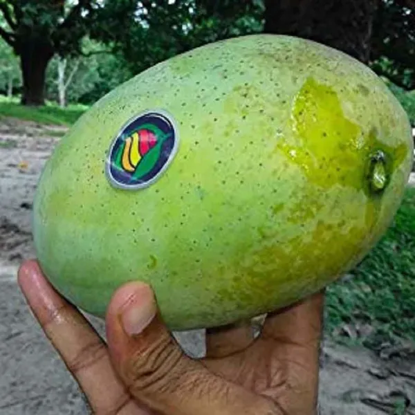Fazli_Mango_Grafted_Aam_Fruit_Plants_Tree1.5_-_3_Feet