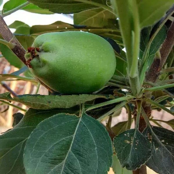 Hariman_99_Low_Chill_Apple_Grafted_Seb_Fruit_Plants_Tree1.5_-_3_Feet