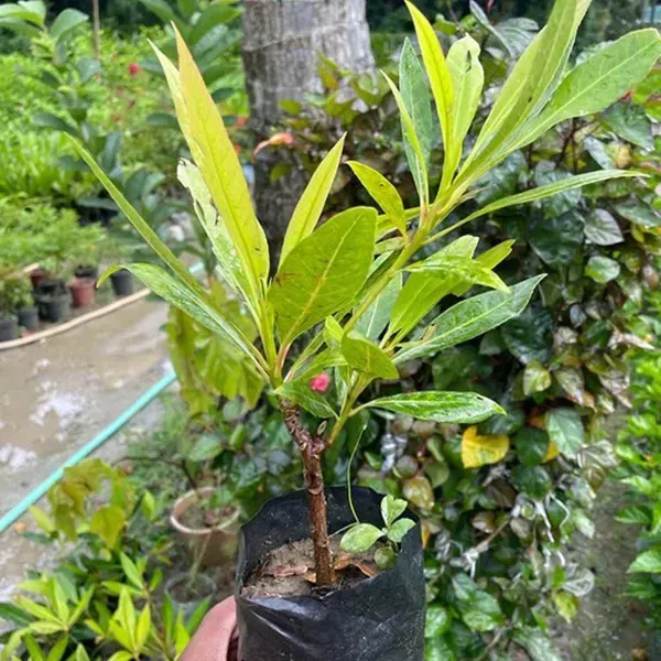 Rudraksha_Nepal_Plants_Tree1.5_-_3_Feet