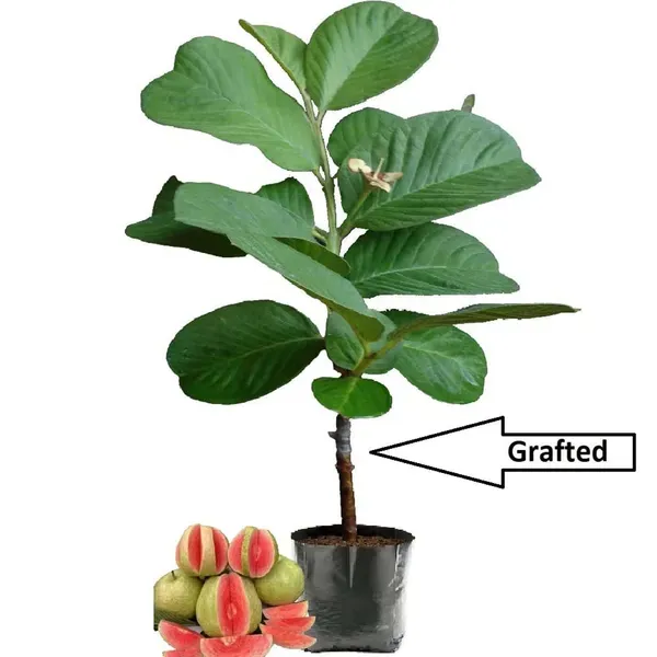 Red_Diamond_Guava_Amrood_Fruit_Grafted_Plants_Tree1.5_-_3_Feet