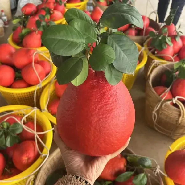 Red_Pomelo_Grapefruit_Jambura_Gaint_Chakotra_Batabi_Lebu_Kambili_Naranga