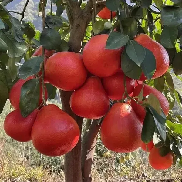 Red_Pomelo_Grapefruit_Jambura_Gaint_Chakotra_Batabi_Lebu_Kambili_Naranga
