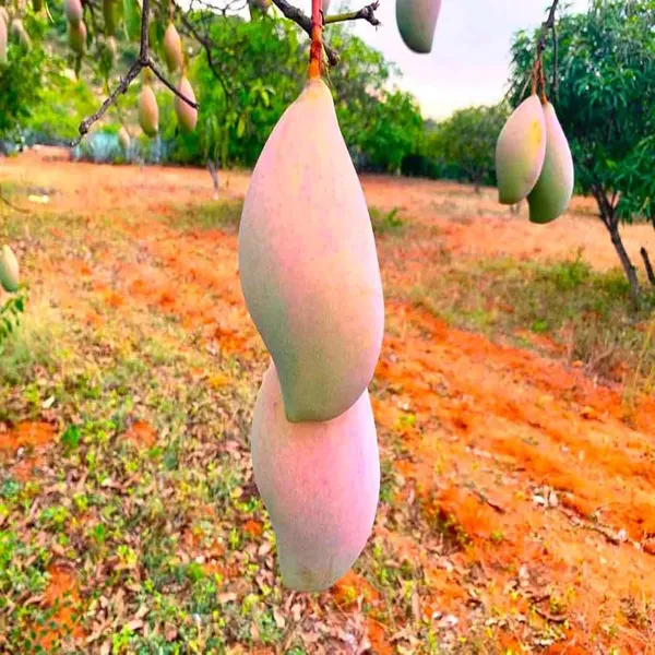 Totapuri_Mango_Grafted_Aam_Fruit_Plants_Tree1.5_-_3_Feet