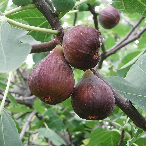 Brown_Turkey_Anjeer_Fig_Fruit_Air_Layering_Grafted_Plants_Tree1_-_2_Feet