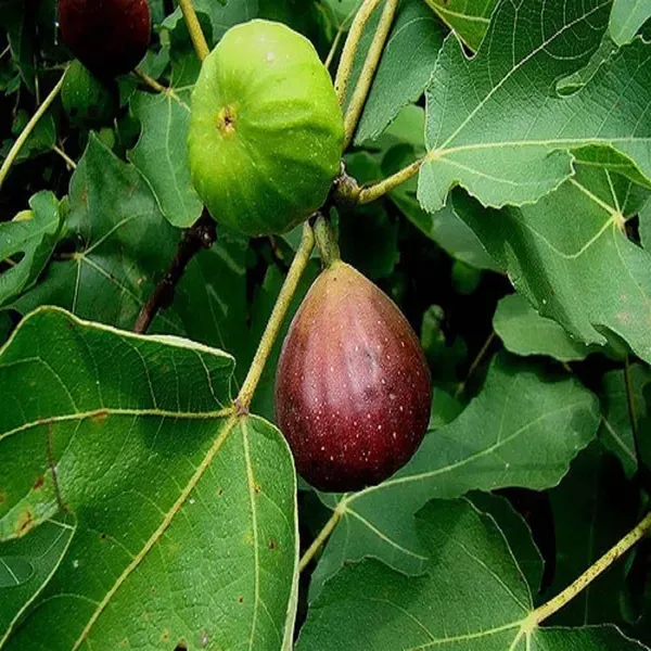 Brown_Turkey_Anjeer_Fig_Fruit_Air_Layering_Grafted_Plants_Tree1_-_2_Feet