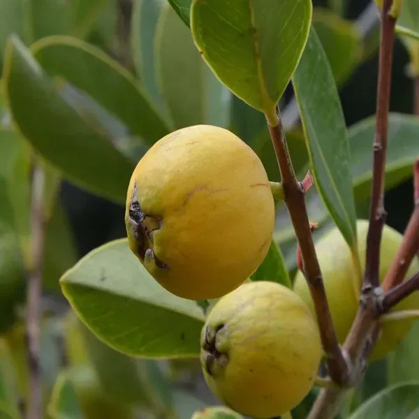 Yellow_Strawberry_Guava_Amrood_Fruit_Air_Layering_Grafted_Plants_Tree