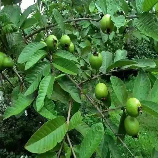 Arka_Kiran_Guava_Amrood_Fruit_Air_Layering_Grafted_Plants_Tree_1.5_-_3_Fe
