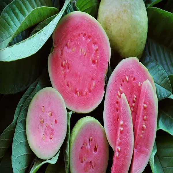 Arka_Kiran_Guava_Amrood_Fruit_Air_Layering_Grafted_Plants_Tree_1.5_-_3_Fe