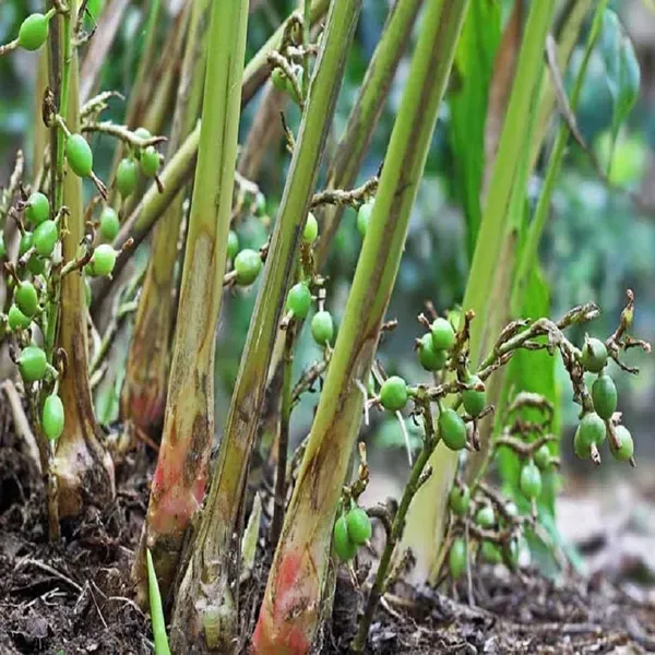 Elaichi_Cardamom_Spice_Plants_Tree1_-_2_Feet