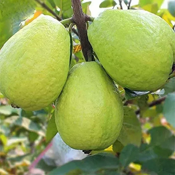 Sardar_Lucknow_49_L_49_Guava_Amrood_Variety_Fruit_Air_Layering_Grafted_Pl