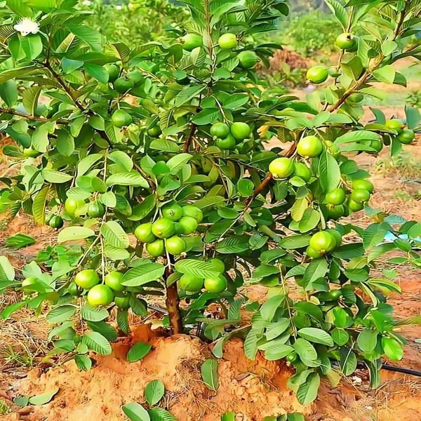 Sardar_Lucknow_49_L_49_Guava_Amrood_Variety_Fruit_Air_Layering_Grafted_Pl