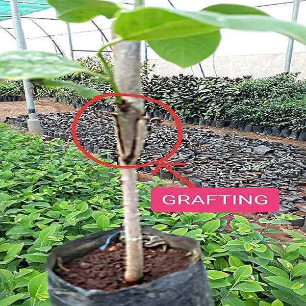 Balanagar_Green_Custard_Apple_Sitafal_Ata_Variety_Sugar_Apple_Fruit_Grafted