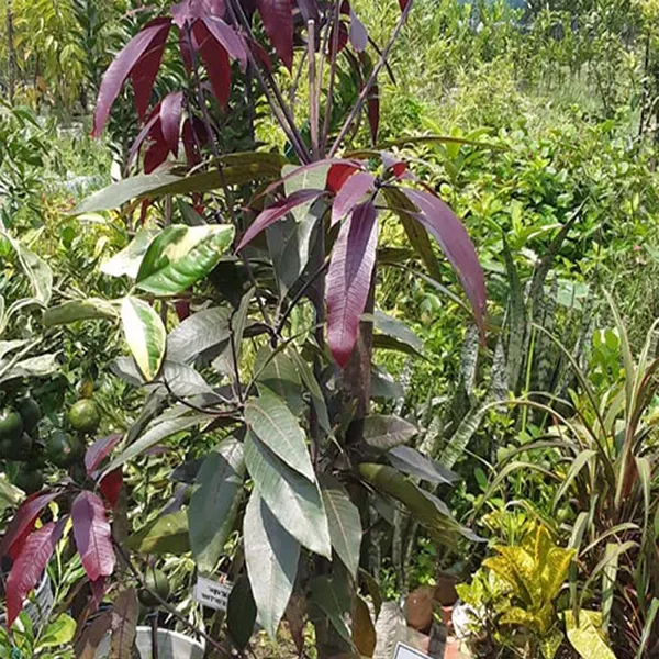 Mango_Kasturi_Variety_Grafted_Aam_Fruit_Plants_Tree1.5_-_3_Feet