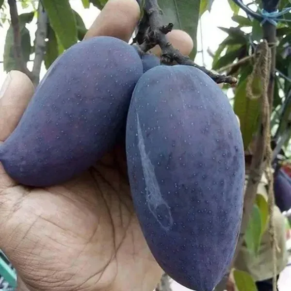 Mango_Kasturi_Variety_Grafted_Aam_Fruit_Plants_Tree1.5_-_3_Feet