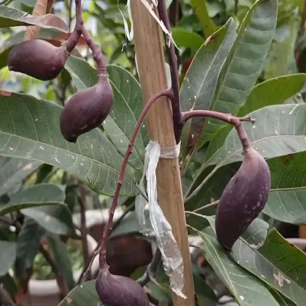 Mango_Kasturi_Variety_Grafted_Aam_Fruit_Plants_Tree1.5_-_3_Feet