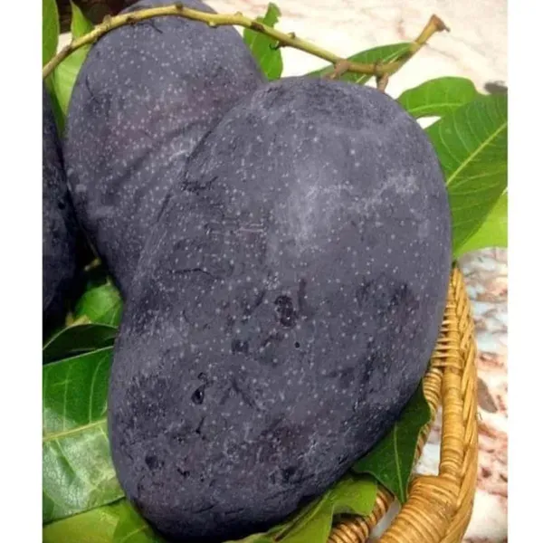 Mango_Kasturi_Variety_Grafted_Aam_Fruit_Plants_Tree1.5_-_3_Feet