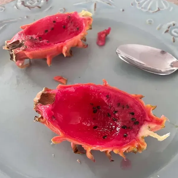 Hawaiian_Orange_Dragon_Fruit_Cutting_Grafted_Plants_Tree1_-_2_Feet