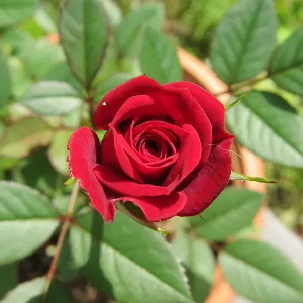 Red_Rose_Flower_Plants_Hybrid_Grafting_Plants_1_-_2_Feet