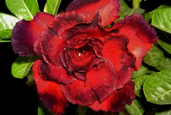 Adenium_Grafted_Flowers_Plant_Pack_Of_4