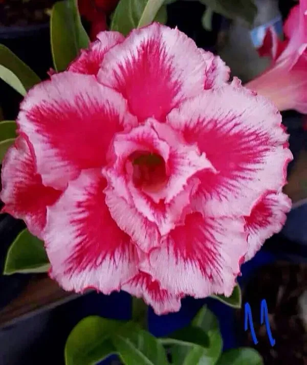 Adenium_Grafted_Flowers_Plant_Pack_Of_4