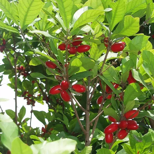 Miracle_Berry_Fruit_Air_Layering_Grafted_Plants_Tree1_-_2_Feet