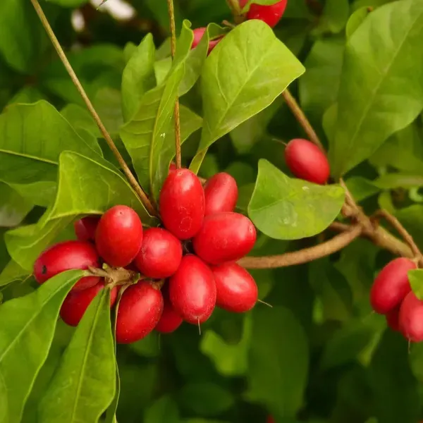 Miracle_Berry_Fruit_Air_Layering_Grafted_Plants_Tree1_-_2_Feet