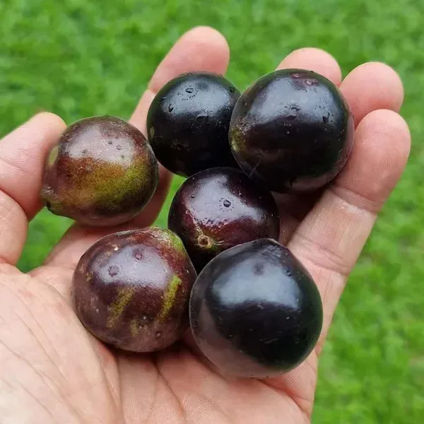 Jabuticaba_Grimal_Fruit_Plants_Tree1.5_-_3_Feet