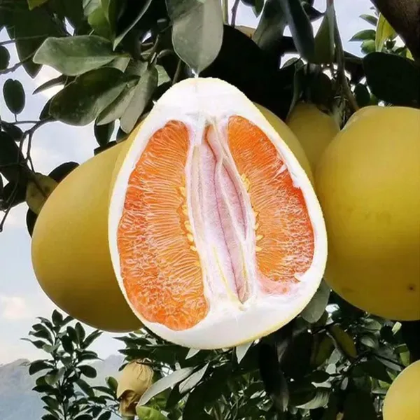 Golden_Honey_Pomelo_Grapefruit_Jambura_Gaint_Chakotra_Batabi_Lebu_Kambili