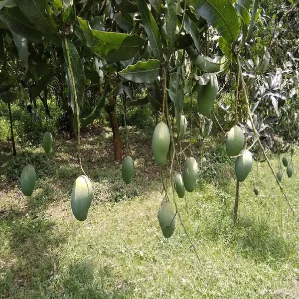 Amrapali_Mango_Grafted_Aam_Fruit_Plants_Tree1.5_-_3_Feet
