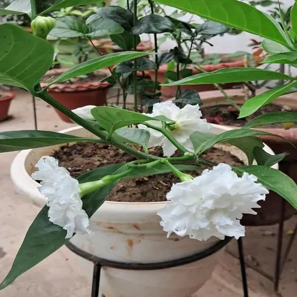 Double_Petal_Tagar_Chandni_Crepe_Jasmine_Flower_Shrubs_Plants_Tree1_-_2_Feet