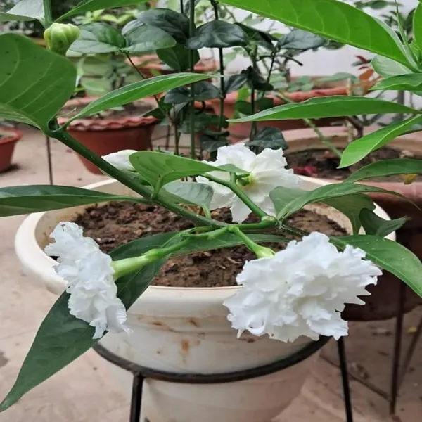 Double_Petal_Tagar_Chandni_Crepe_Jasmine_Flower_Shrubs_Plants_Tree1_-_2_Feet