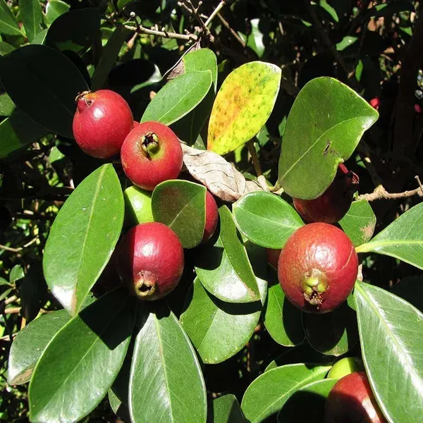 Red_Strawberry_Guava_Amrood_Fruit_Air_Layering_Grafted_Plants_Tree_1.5