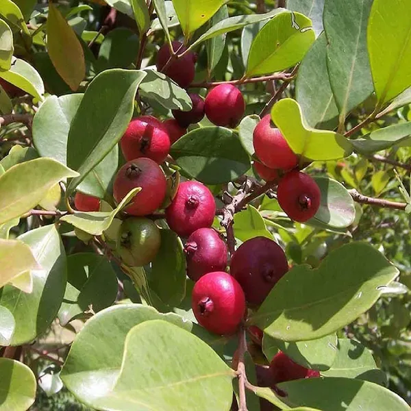 Red_Strawberry_Guava_Amrood_Fruit_Air_Layering_Grafted_Plants_Tree_1.5