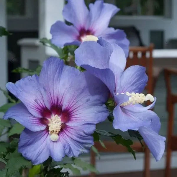Purple_Colour_Hibiscus_Joba_Gudhal_Flower_Plants_Tree1_-_2_Feet