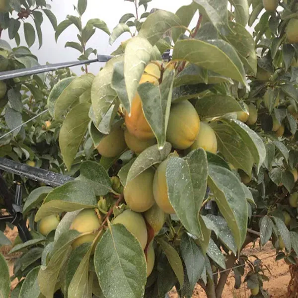 Hachiya_Persimmon_Fruit_Grafted_Plants_Tree_2_-_3_Feet