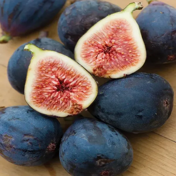 Black_Mission_Anjeer_Fig_Fruit_Air_Layering_Grafted_Plants_Tree1_-_2_Feet