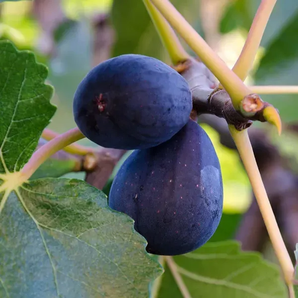 Black_Mission_Anjeer_Fig_Fruit_Air_Layering_Grafted_Plants_Tree1_-_2_Feet