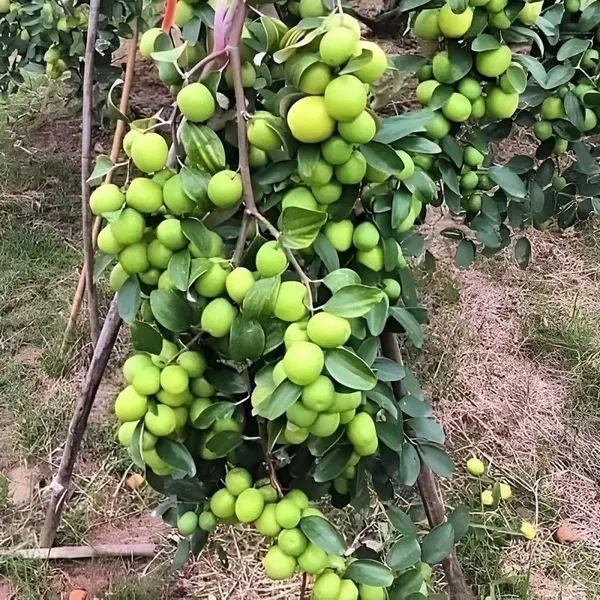 B_U_Green_Apple_Ber_Jujube_Kul_Grafted_Fruit_Plants_Tree1_-_2_Feet