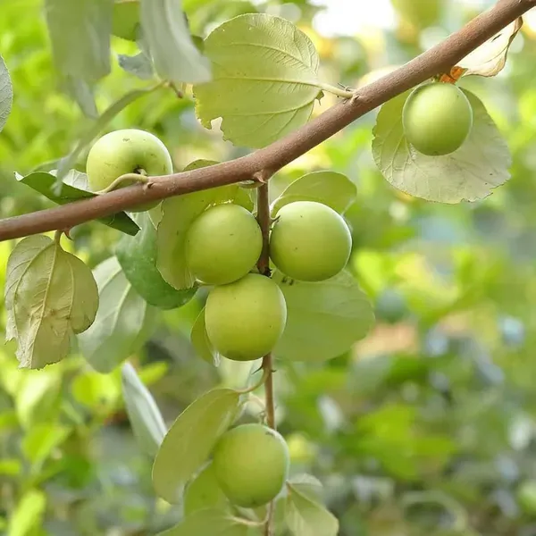 B_U_Green_Apple_Ber_Jujube_Kul_Grafted_Fruit_Plants_Tree1_-_2_Feet