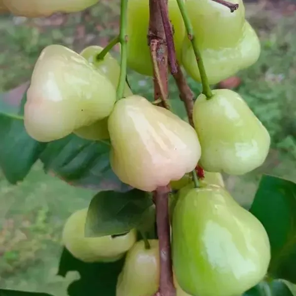 Mixed_Color_Wax_Apple_Water_Apple_Java_Apple_Fruit_Air_Layering_Grafted_Plant