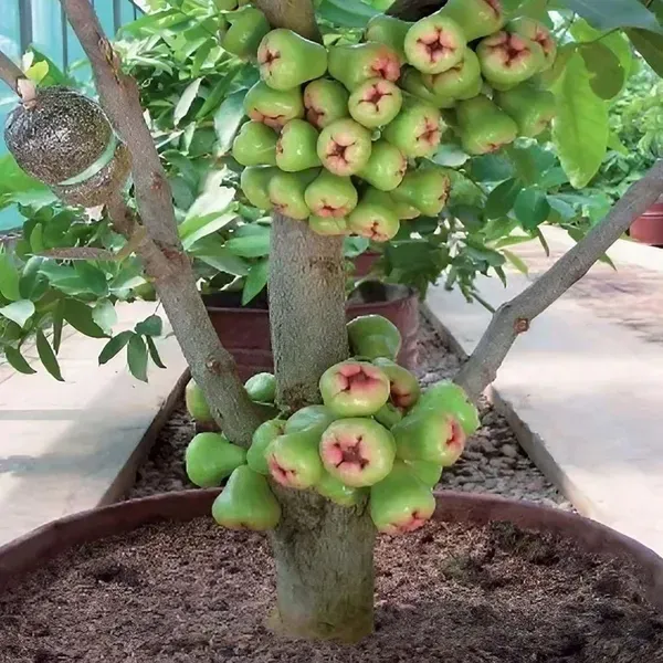 Mixed_Color_Wax_Apple_Water_Apple_Java_Apple_Fruit_Air_Layering_Grafted_Plant