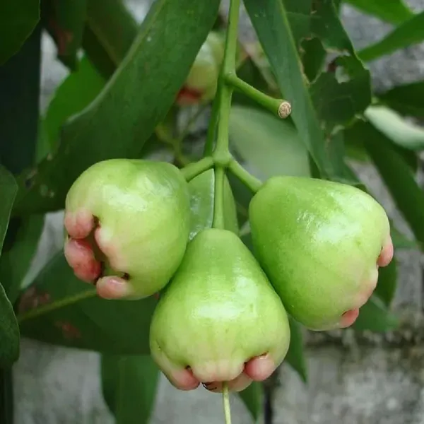 Mixed_Color_Wax_Apple_Water_Apple_Java_Apple_Fruit_Air_Layering_Grafted_Plant