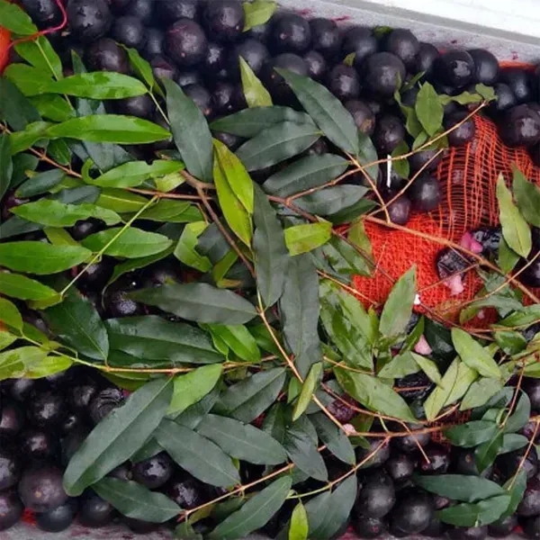 Jabuticaba_Oblongata_Fruit_Plants_Tree1.5_-_3_Feet