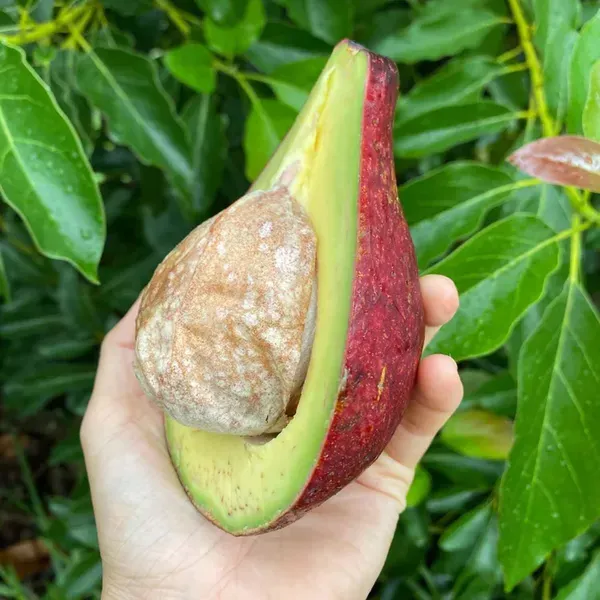 Miami_Red_Avocado_Butter_Fruit_Grafted_Plants_Tree1.5_-_3_Feet