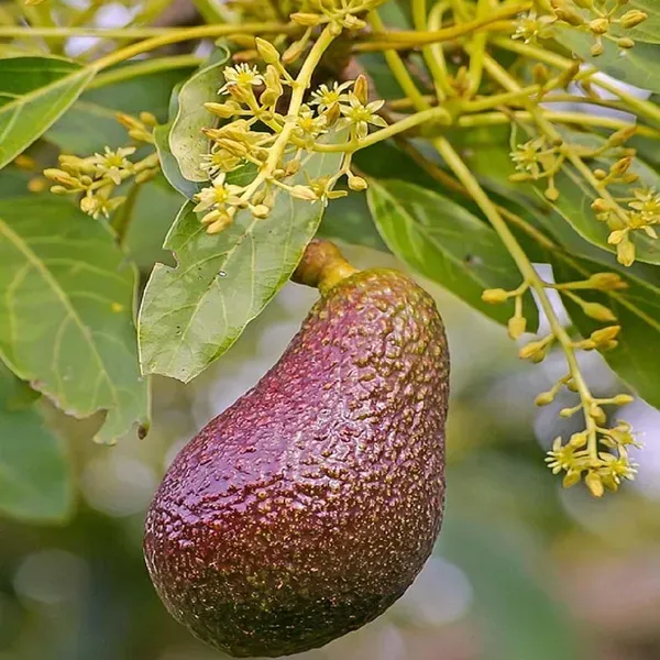 Miami_Red_Avocado_Butter_Fruit_Grafted_Plants_Tree1.5_-_3_Feet