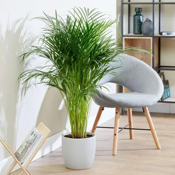 Areca_Palm_Air_Purifier_Ornamental_Plants_Tree1.5_-_3_Feet