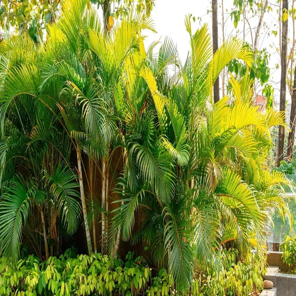 Areca_Palm_Air_Purifier_Ornamental_Plants_Tree1.5_-_3_Feet