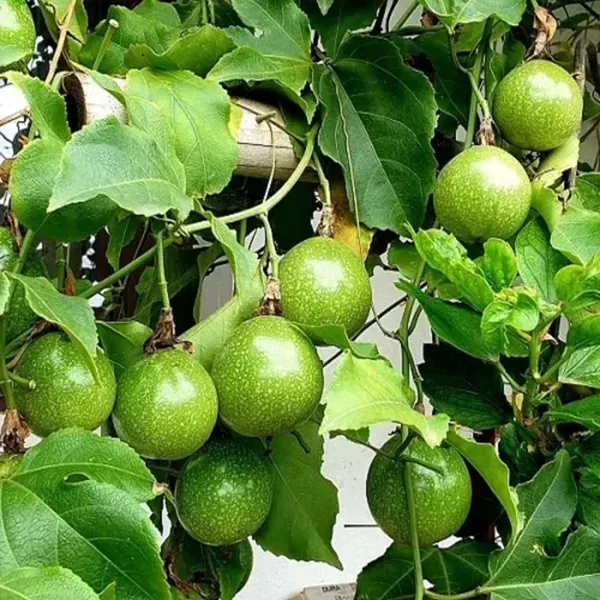 Passion_Fruit_Climbing_Plants_Tree