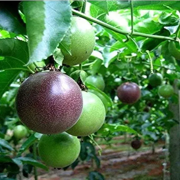 Passion_Fruit_Climbing_Plants_Tree